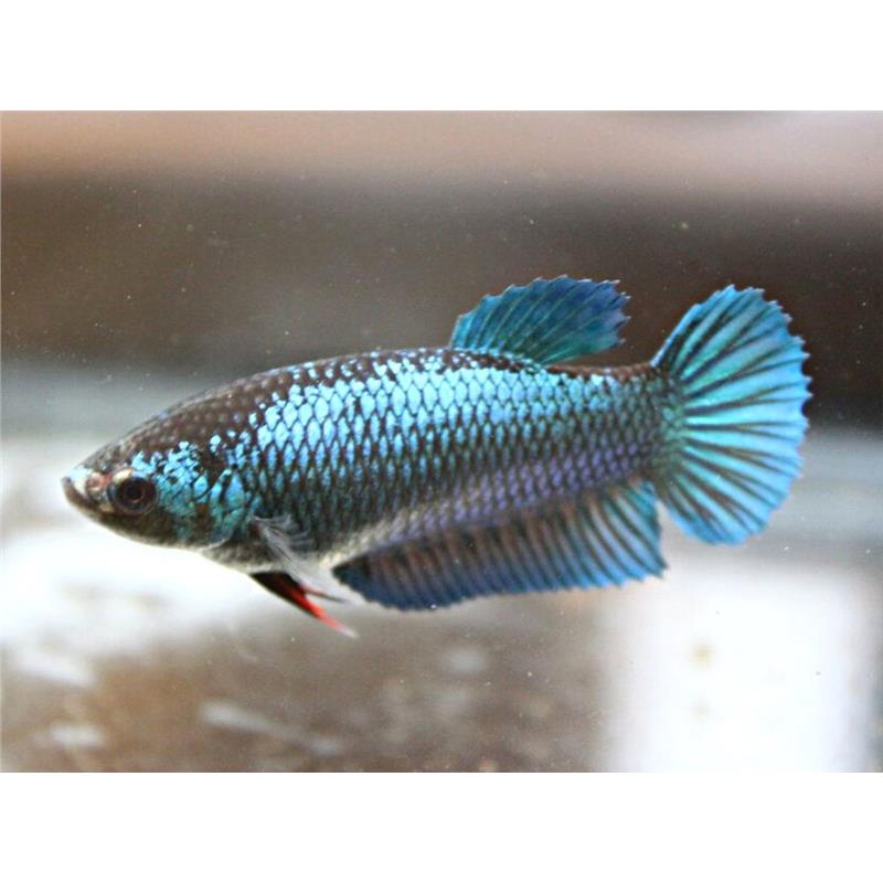 Betta Plakat Female Mix - imagine 3